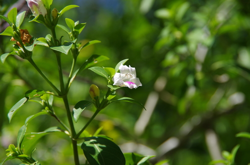 Bravaisia berlandieriana (Bravaisia berlandieriana)