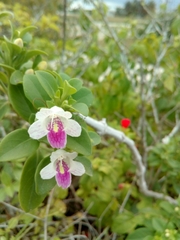 Bravaisia berlandieriana (Bravaisia berlandieriana)