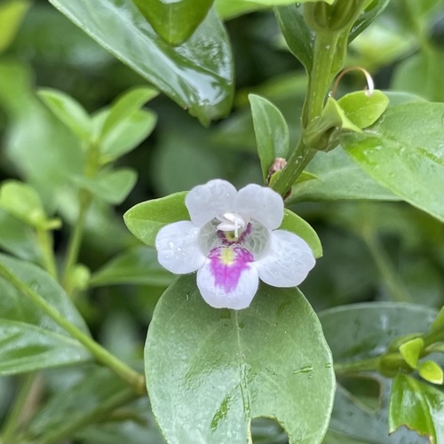 Bravaisia berlandieriana (Bravaisia berlandieriana)
