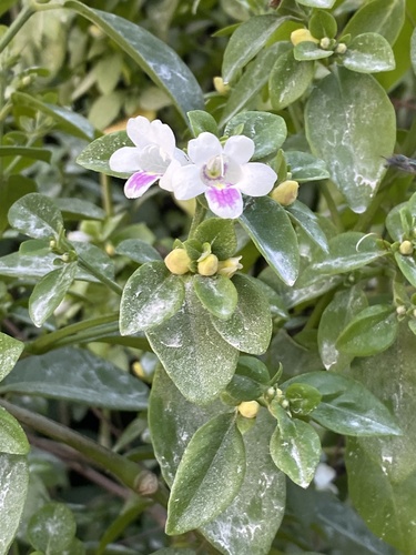 Bravaisia berlandieriana (Bravaisia berlandieriana)
