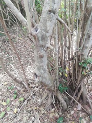 Bravaisia integerrima (Bravaisia integerrima)