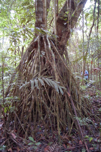Bravaisia integerrima (Bravaisia integerrima)