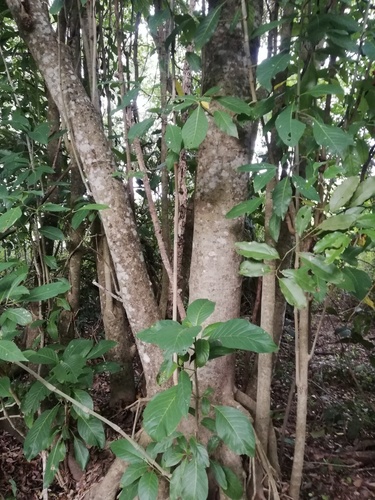 Bravaisia integerrima (Bravaisia integerrima)