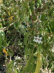 Bravaisia integerrima (Bravaisia integerrima)