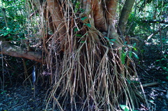 Bravaisia integerrima (Bravaisia integerrima)