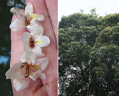 Bravaisia integerrima: Blossoms from a tall mangrove of the Atlantic lowlands. Here in southeastern Nicaragua. In context at www.dixpix.ca/meso_america/Flora/acanthus/index.html