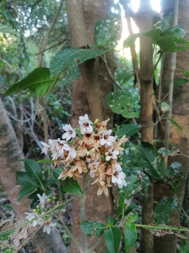 Bravaisia integerrima (Bravaisia integerrima)