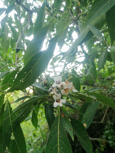 Bravaisia integerrima (Bravaisia integerrima)
