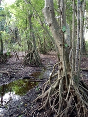 Bravaisia integerrima (Bravaisia integerrima)