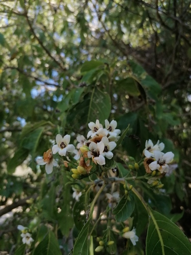 Bravaisia integerrima (Bravaisia integerrima)
