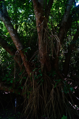 Bravaisia integerrima (Bravaisia integerrima)