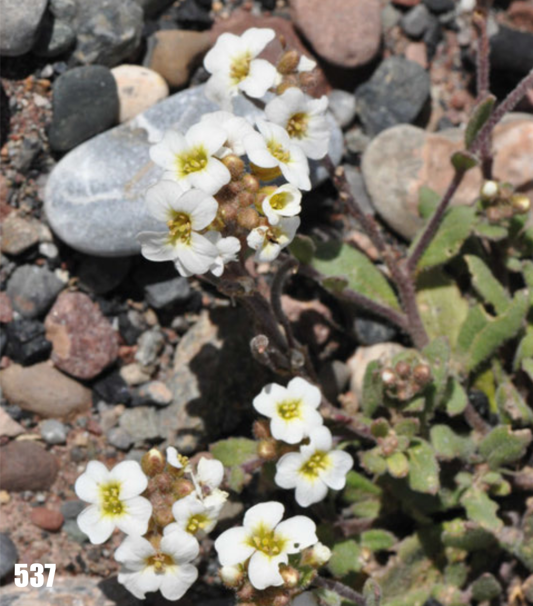 Braya humilis: Braya humilis, Tajikistan.