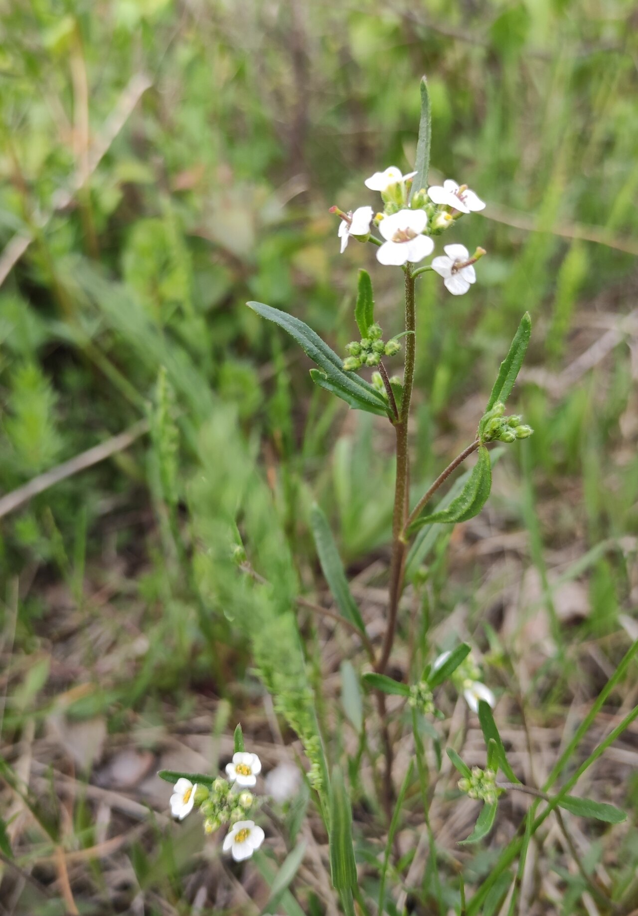 Braya humilis: Low Braya