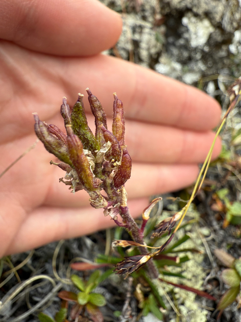 Narrowfruit braya (Braya linearis)