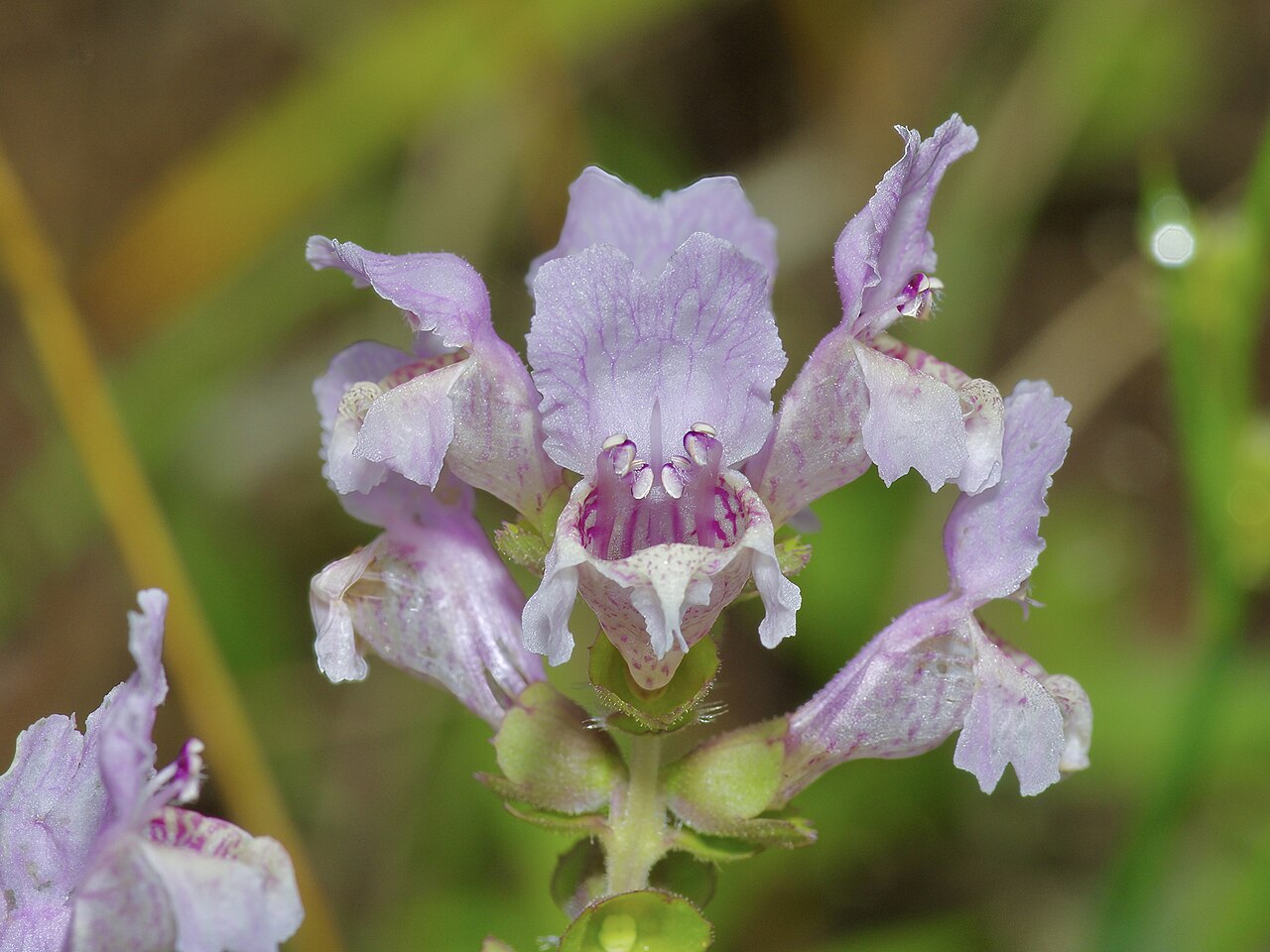 Rattlesnake flower: Rattlesnake flower ( Brazoria truncata ) in the United States