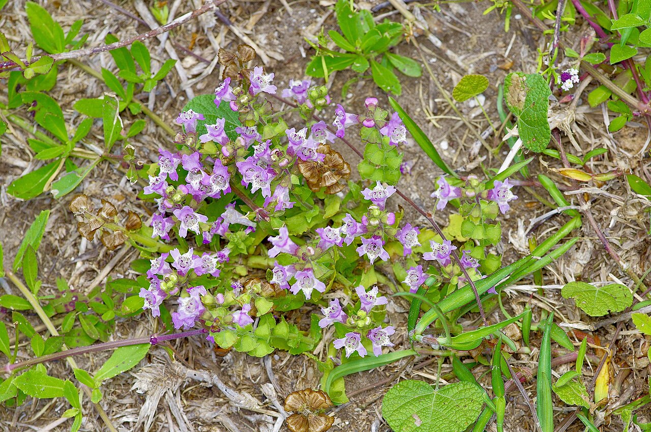 Rattlesnake flower: Rattlesnake flower ( Brazoria truncata ) in the United States