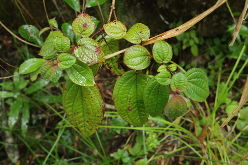 Bredia dulanica (Bredia dulanica)