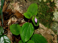 Bredia dulanica (Bredia dulanica)