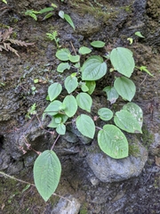 Bredia dulanica (Bredia dulanica)