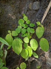 Bredia dulanica (Bredia dulanica)