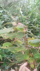 Bredia dulanica (Bredia dulanica)