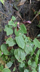 Bredia dulanica (Bredia dulanica)