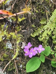 Bredia dulanica (Bredia dulanica)