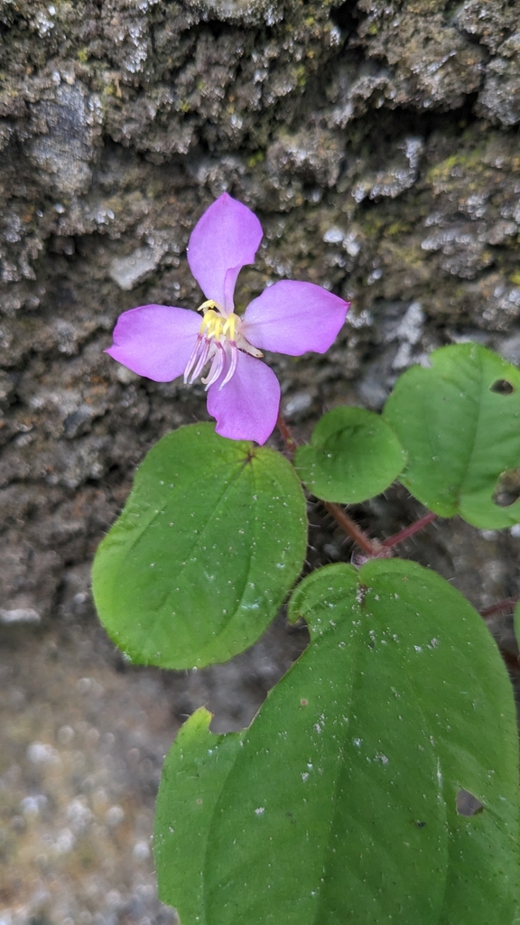 Bredia dulanica (Bredia dulanica)
