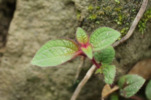 Bredia dulanica (Bredia dulanica)
