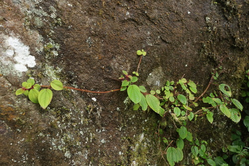 Bredia dulanica (Bredia dulanica)