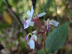 Bredia hirsuta (Bredia hirsuta)