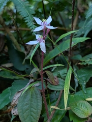 Bredia hirsuta (Bredia hirsuta)