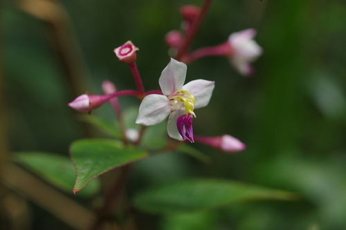 Bredia hirsuta (Bredia hirsuta)