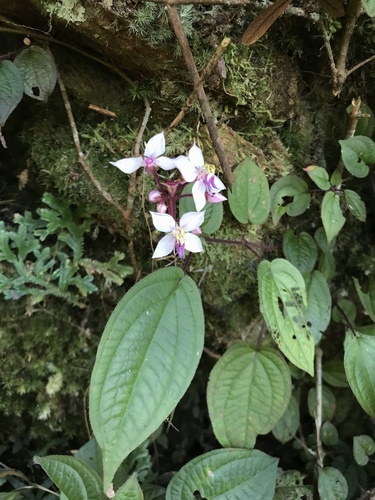 Bredia hirsuta (Bredia hirsuta)
