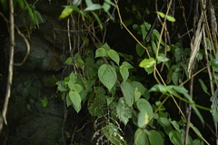 Bredia hirsuta (Bredia hirsuta)