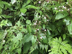 Bredia hirsuta (Bredia hirsuta)