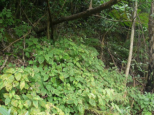 Bredia hirsuta: Bredia hirsuta：ハシカンボク 2009/08/09 沖縄本島：Okinawa Island, Japan