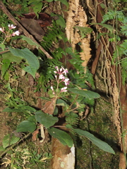 Bredia hirsuta (Bredia hirsuta)