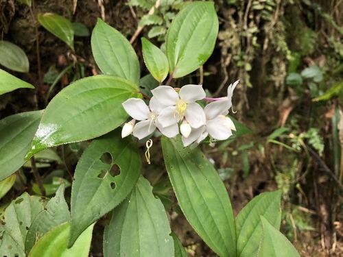Bredia oldhamii (Bredia oldhamii)
