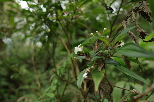 Bredia oldhamii (Bredia oldhamii)