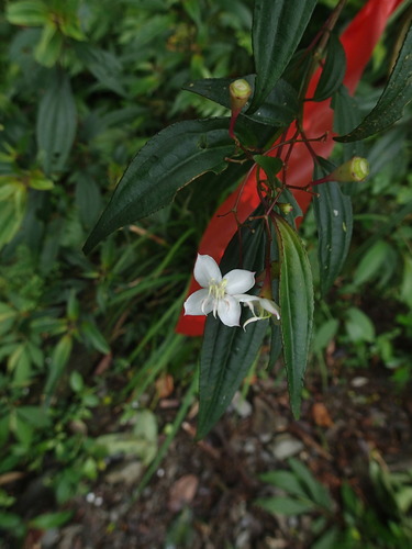 Bredia oldhamii (Bredia oldhamii)