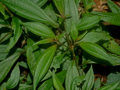 Bredia oldhamii (Bredia oldhamii)