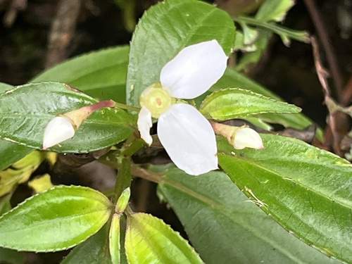 Bredia oldhamii (Bredia oldhamii)