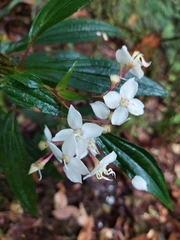 Bredia oldhamii (Bredia oldhamii)