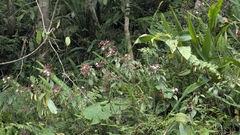 Bredia oldhamii (Bredia oldhamii)