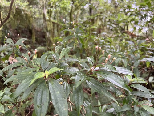 Bredia oldhamii (Bredia oldhamii)