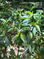 Bredia oldhamii (Bredia oldhamii)
