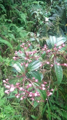 Bredia oldhamii (Bredia oldhamii)