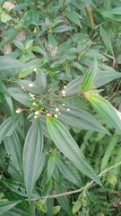 Bredia oldhamii (Bredia oldhamii)