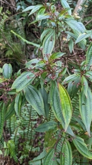 Bredia oldhamii (Bredia oldhamii)